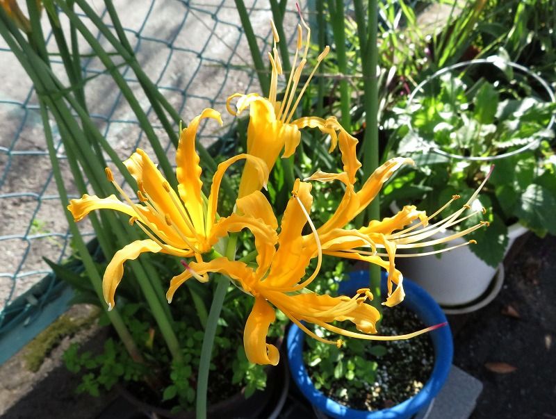 11月9日 10月の花 その２ Gazengamaのブログ 散歩中に出合った花と趣味の陶芸作品 楽天ブログ