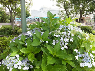 Flower95