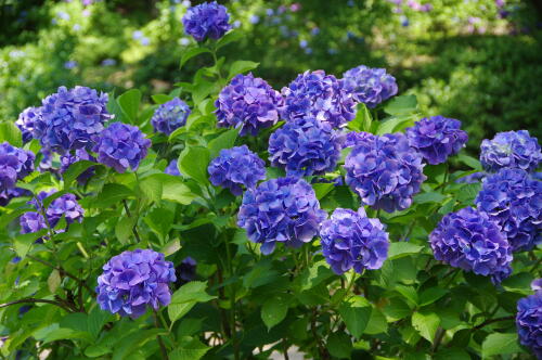 昭和記念公園の紫陽花