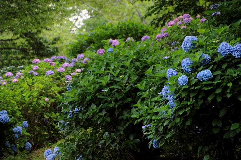 七曲り紫陽花_05.jpg