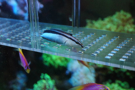 2015_0725ﾎﾝｿﾒﾜｹﾍﾞﾗ捕獲0013.JPG