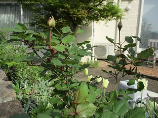 IMG_9868ss.jpg