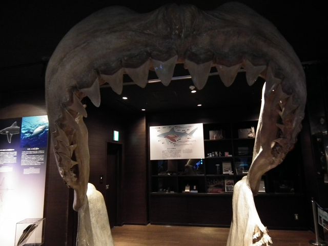 DSCF9218.JPG