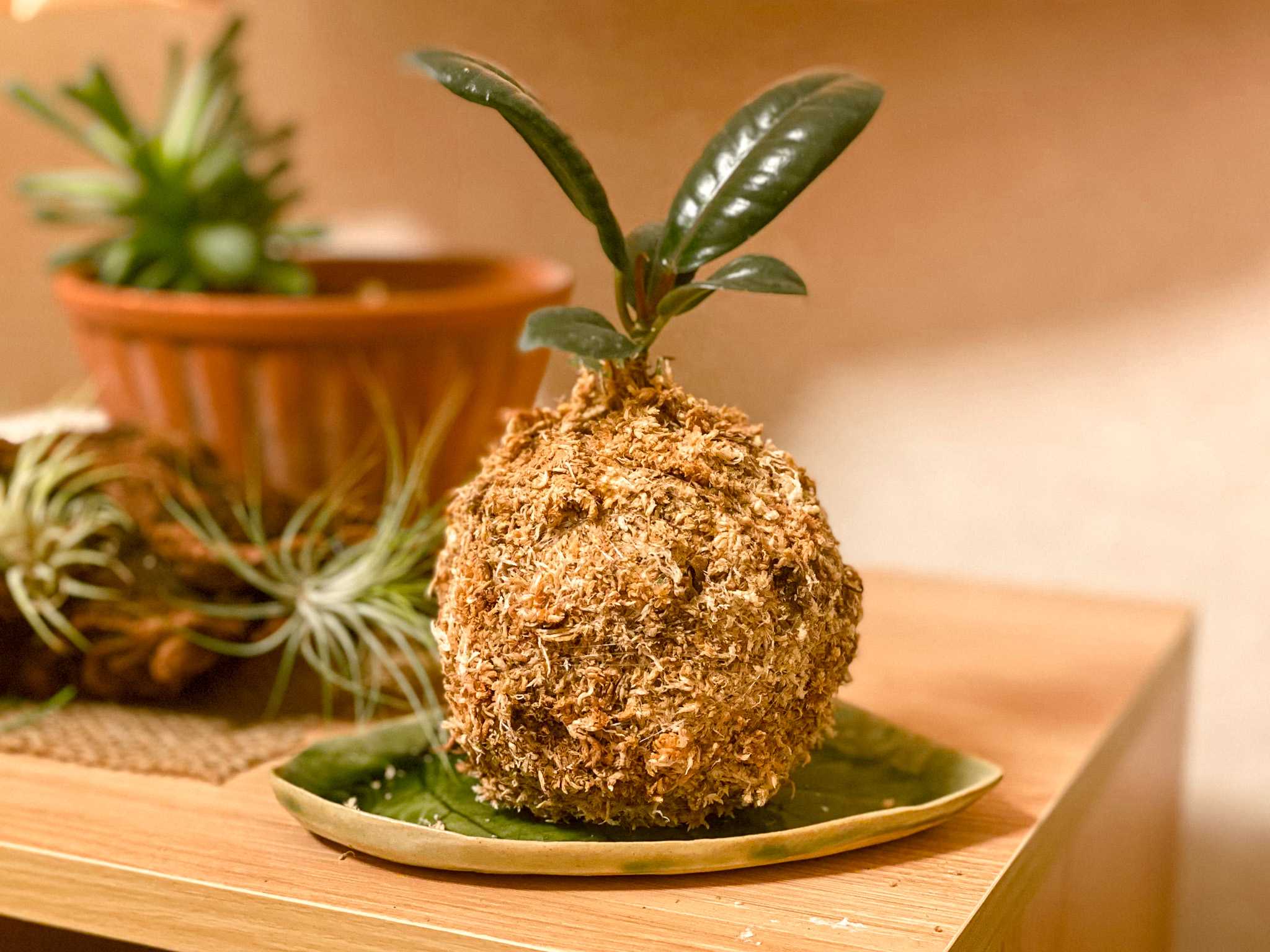 ダイソー１００円観葉植物の水苔玉作成 京都でごはんたべ行こ 楽天ブログ