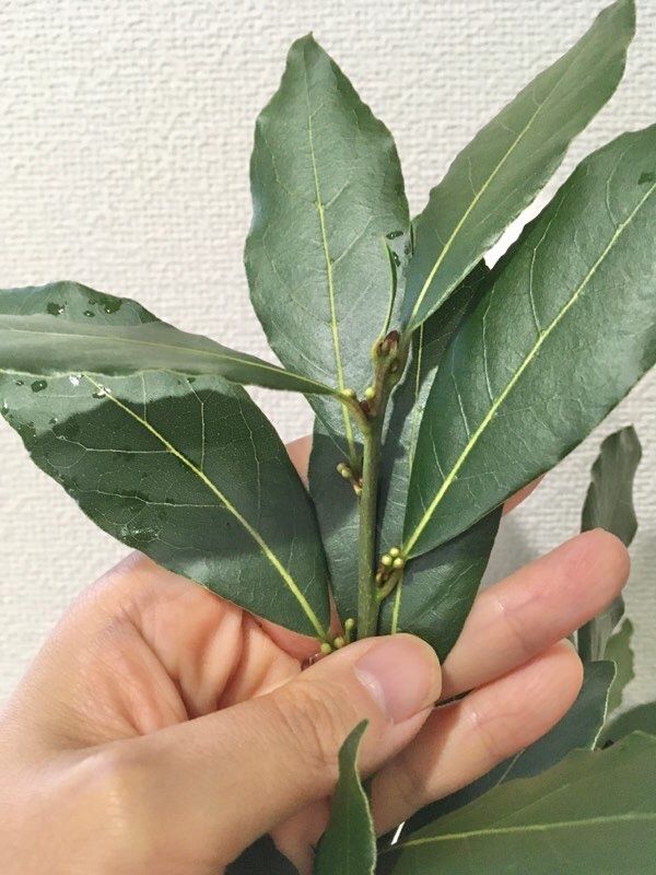 月桂樹の剪定とアスパラ生き残り ちょびの一坪菜園 楽天ブログ