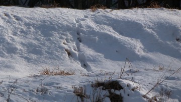 狐の足跡120209