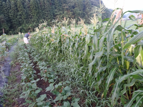 DSC05889 (500x375).jpg