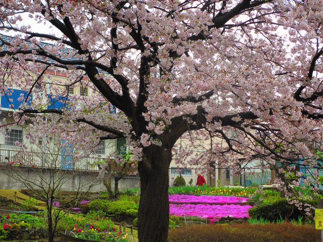 染井吉野と芝桜.JPG