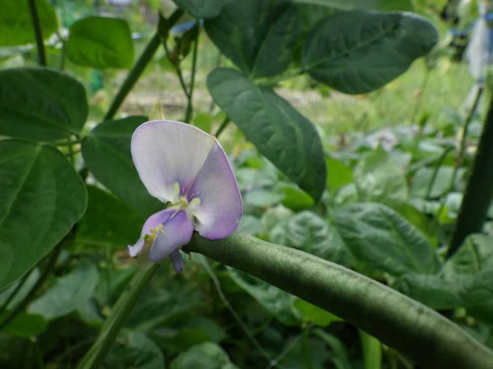 てんこ小豆も花が咲く | AKITAで種をまいてみる - 楽天ブログ