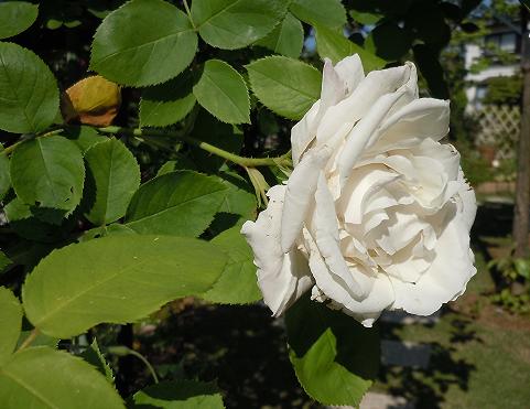 2012年5月27日　フラウ・カール・ドルシュキ.jpg