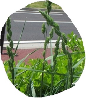形５雑草.jpg