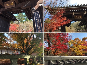 161126永観堂