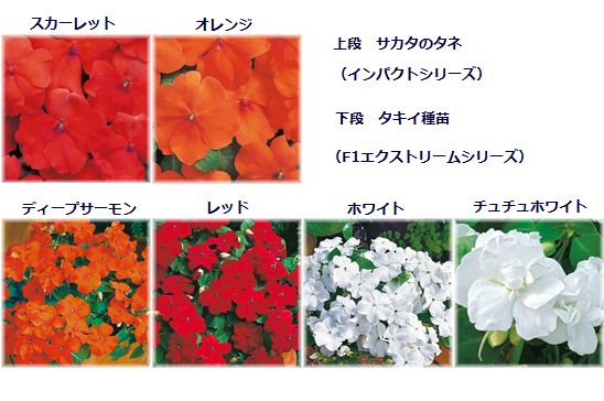 今年の種まき予定のインパチェンスの種