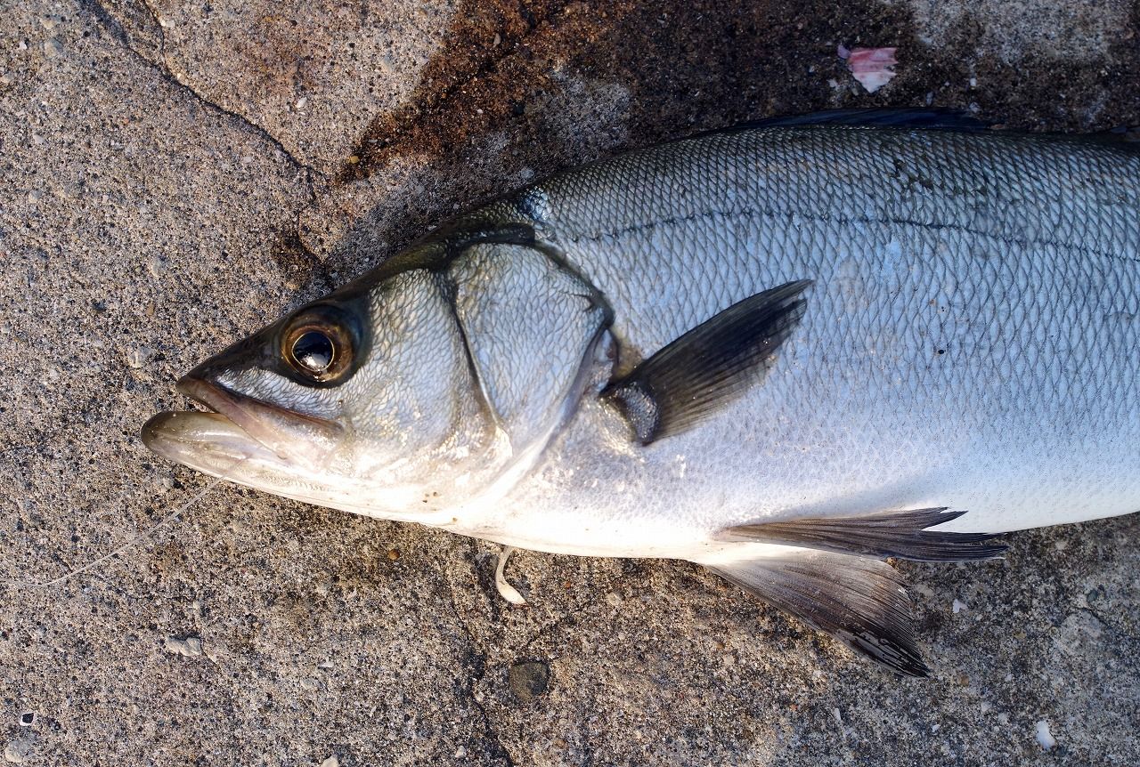 寄生虫に蝕まれるスズキ 雨釣の釣り日記 楽天ブログ