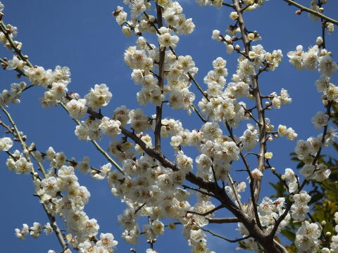 池上梅園にて