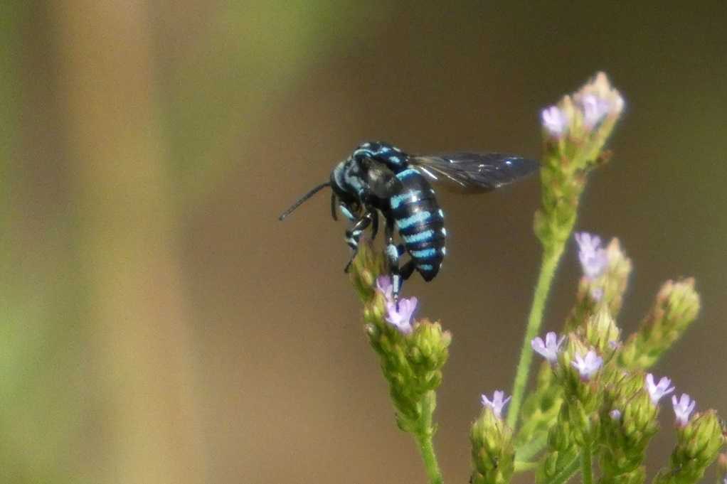 515