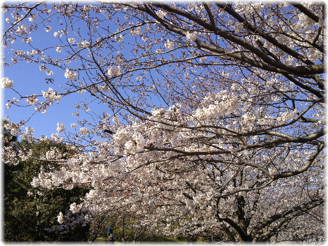 20120408_桜２