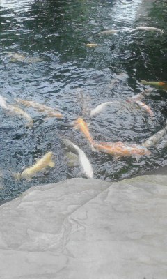 愛宕神社池