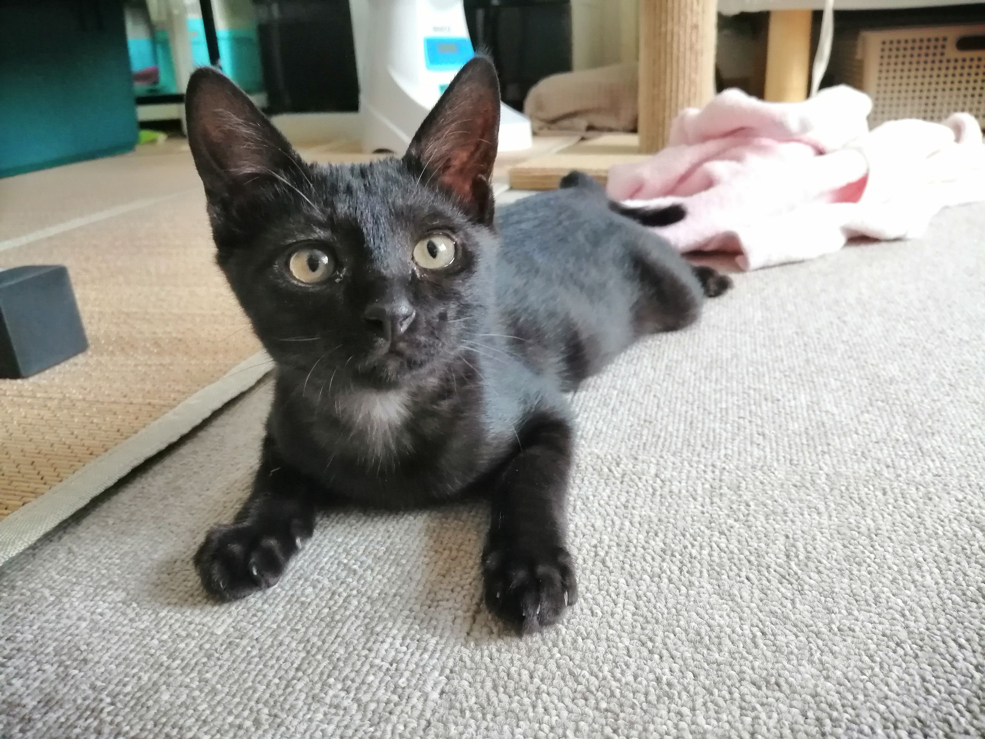 ペット 一人暮らしで猫を飼う 黒猫シデンのブログ 楽天ブログ