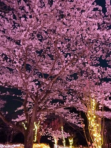 さがみこ７.jpg