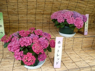P1060759ss.jpg