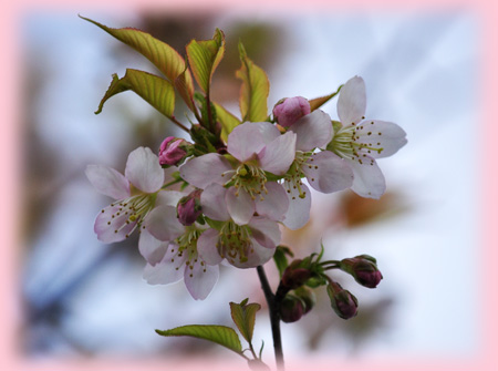 桜３