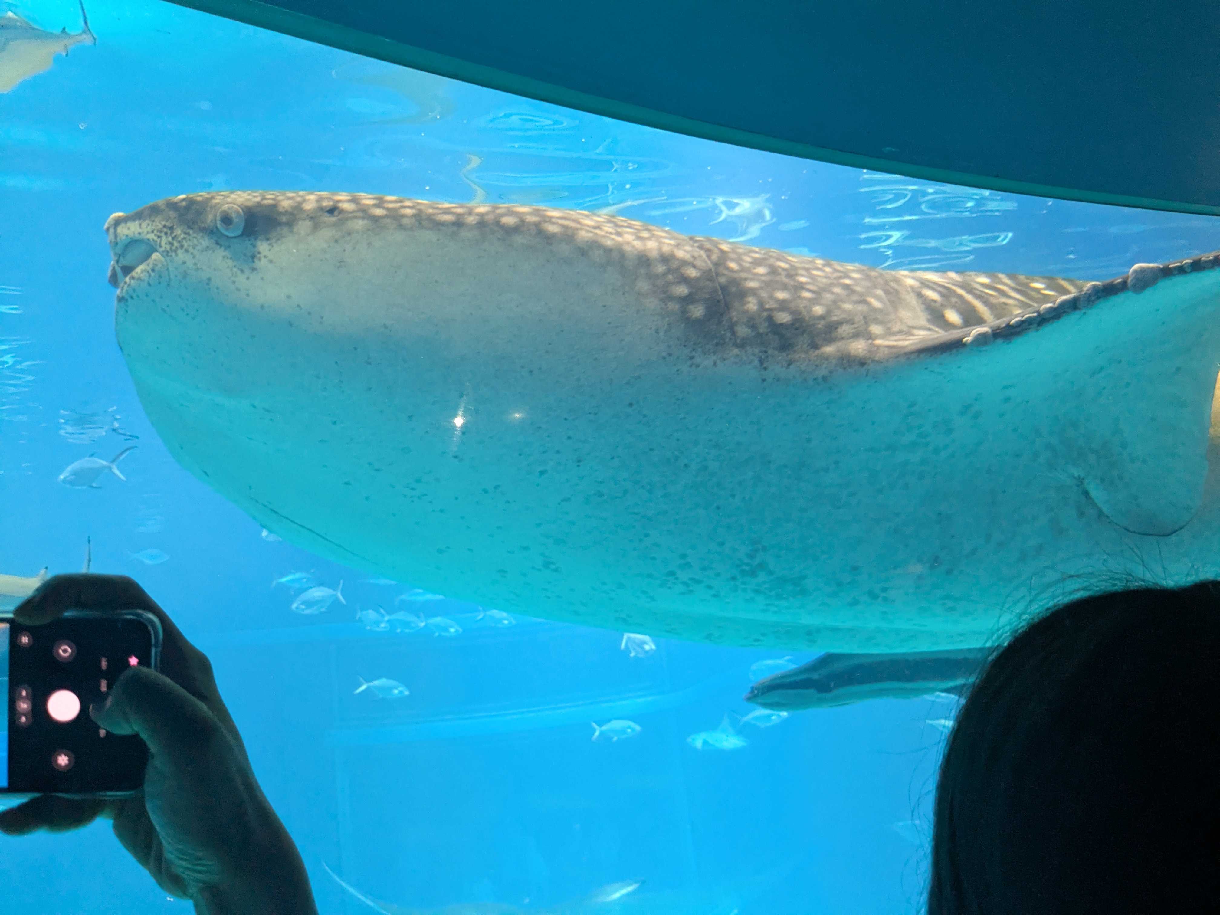 大阪府　子連れ水族館　海遊館 ジンベイザメ