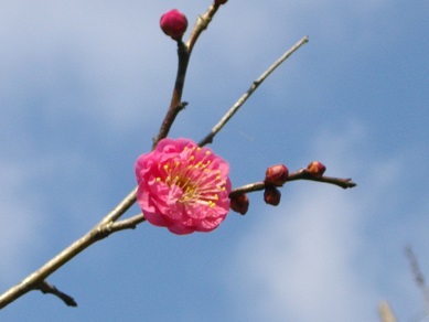 山田池公園　梅林