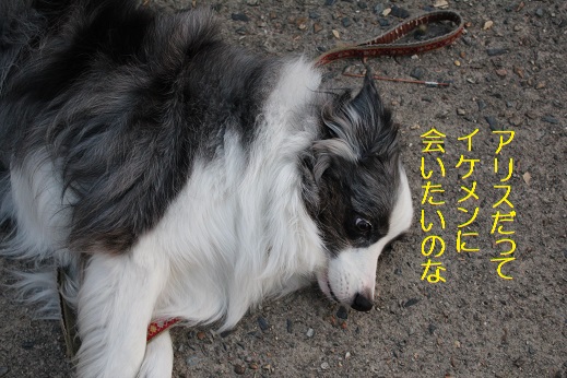 アリスも