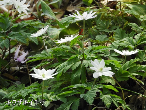 清水山の森にて