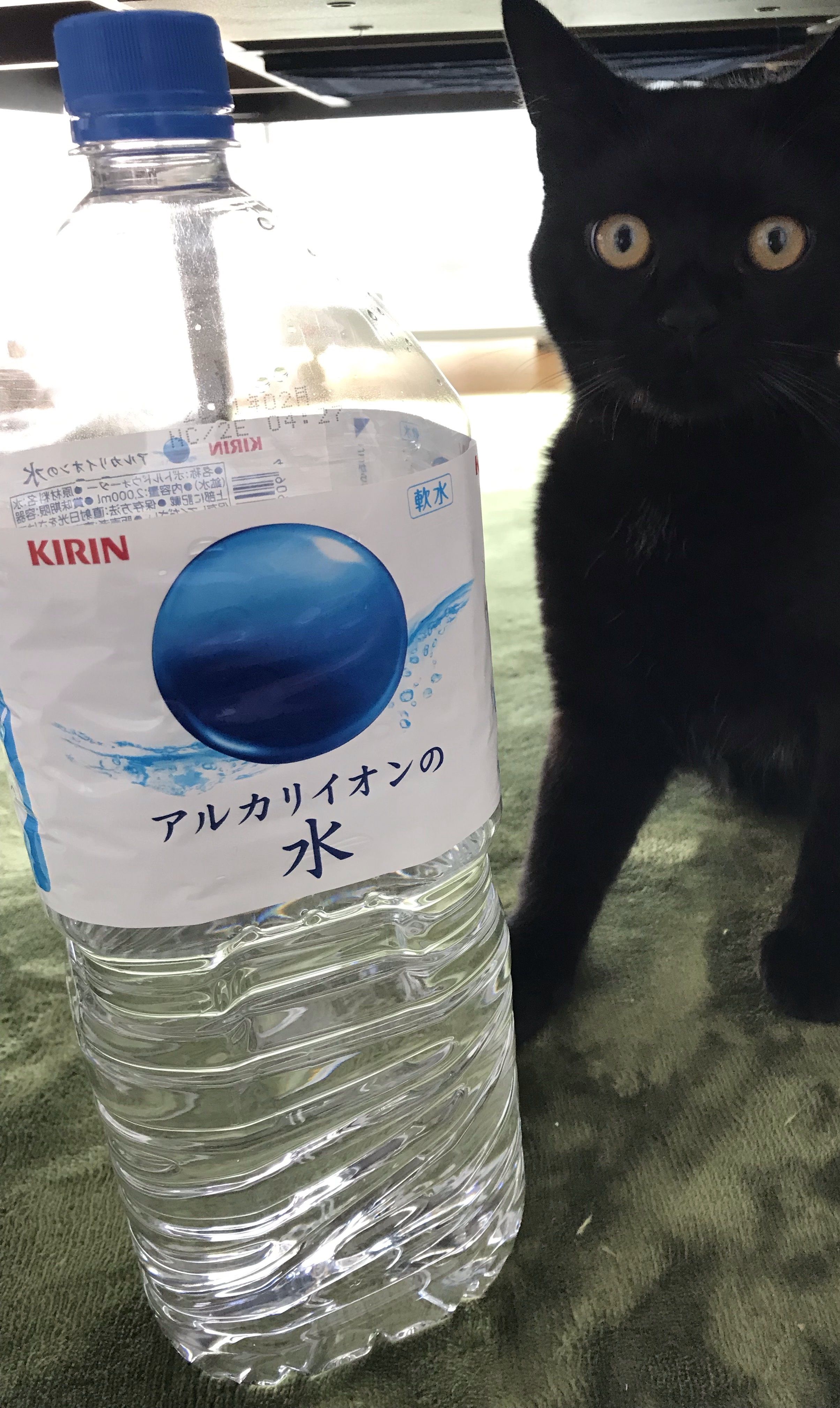 商品紹介 お水とトトちゃん 黒猫トト育成中 ﾁｬﾌﾟﾌﾟｰ 楽天ブログ