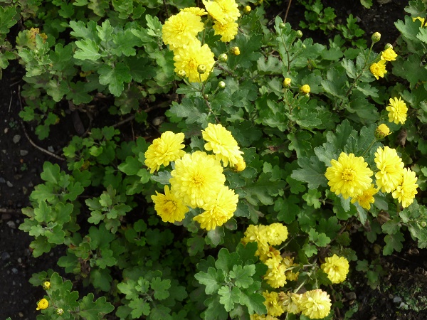 P1070041.JPG