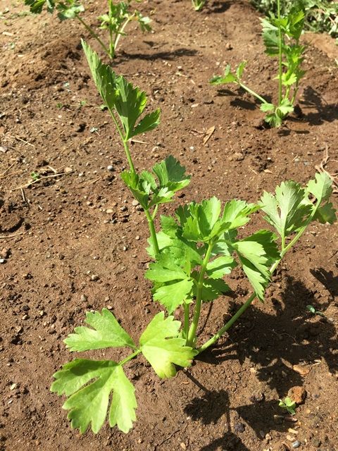 夏にセロリの植え付けと今日の収穫 Futtutyの菜園ブログ 楽天ブログ