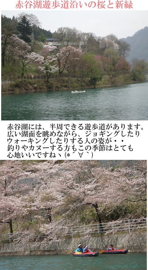 赤谷湖遊歩道の桜.jpg