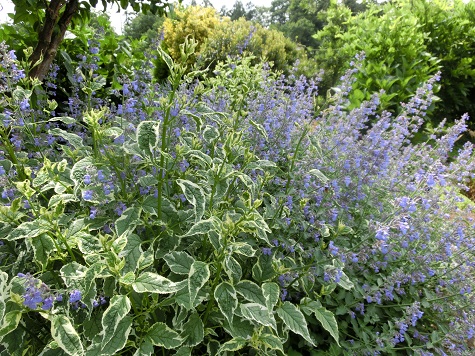 オープンガーデン