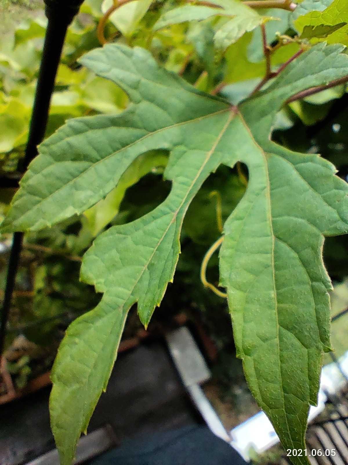 近所に生えてた葉っぱです 【公式通販】