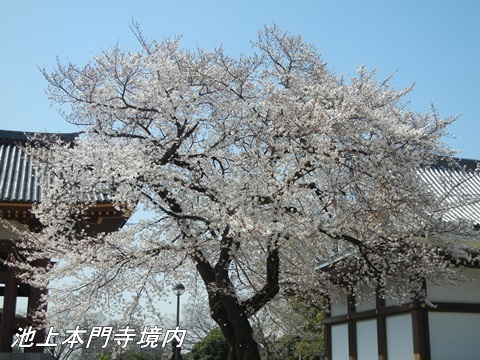 池上本門寺とその周辺の桜