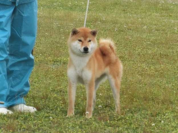 展覧会 日本犬保存会 柴楽日記 楽天ブログ