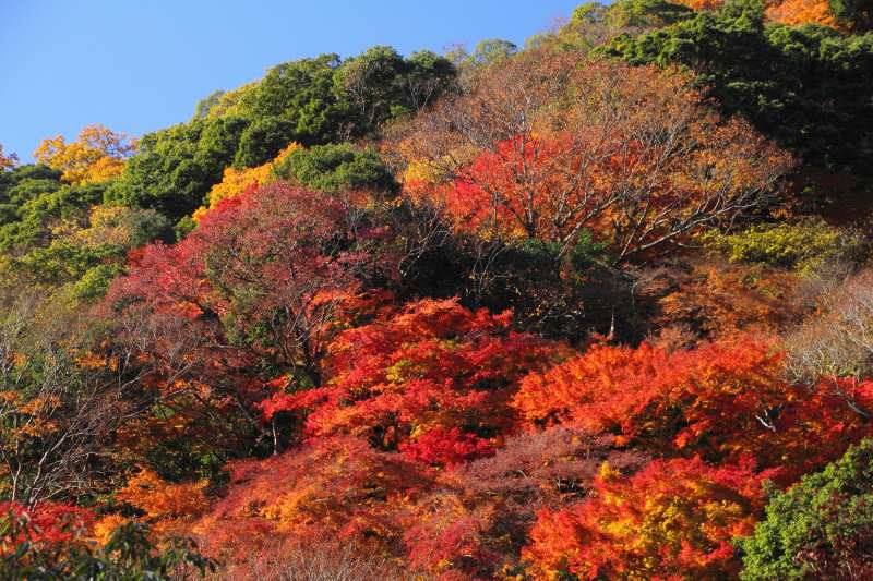 箕面公園_11-05.jpg