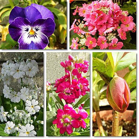 花5枚
