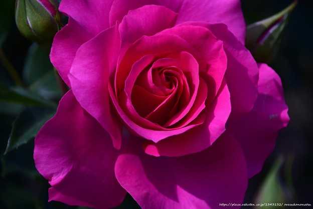 ダウン症の少年が自分の守護天使と思われるものの写真を撮る