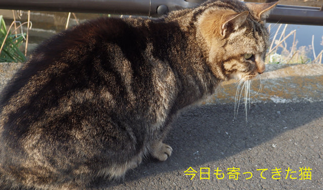 20160304猫.jpg