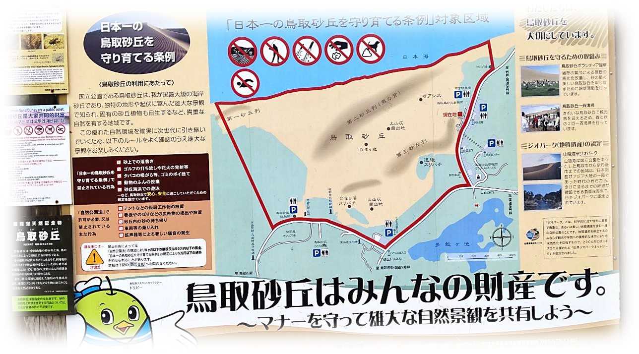 美品 掛け軸 川人勝延作 鳥取砂丘図 共箱 太巻き付 厄除け 美術年鑑掲載 模写】Y-958掛軸 絹本 印刷 高級工芸品 共箱 勝川春章 江戸時代