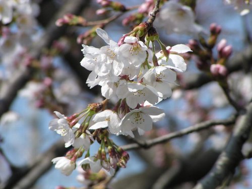 03-28 sakurakaika-3-b.jpg