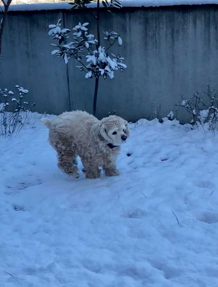 雪遊びしたよ犬 アメコカ はうぴーブログ 楽天ブログ