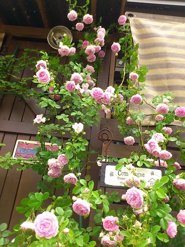 ジャスミーナ　2013.5.20A.jpg
