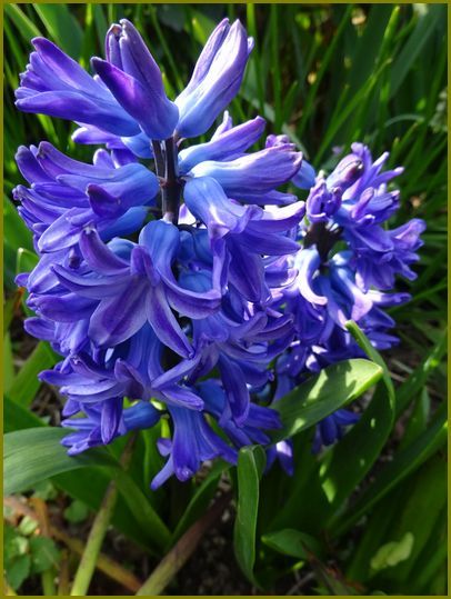 令和２年３月25日 ヒヤシンス香り仄かに自己主張 花の歳時記 天南星の魅力 山野草 楽天ブログ