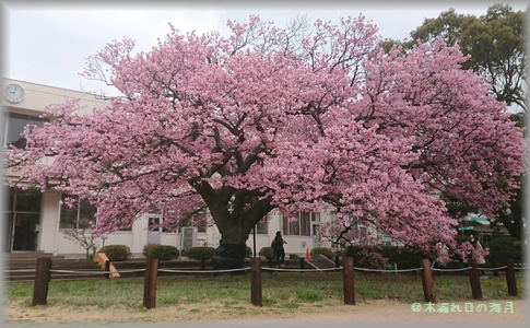 向島小学校の蓬莱桜 木漏れ日の海月 楽天ブログ