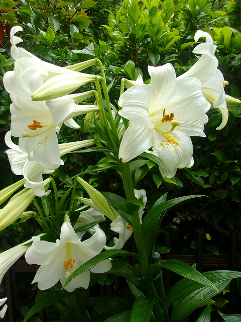100_4070.jpg