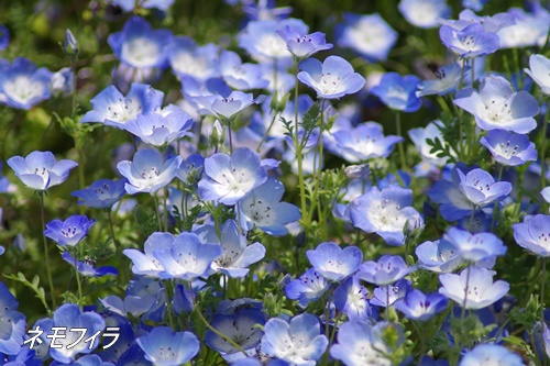 フラワーセンター大船植物園にて